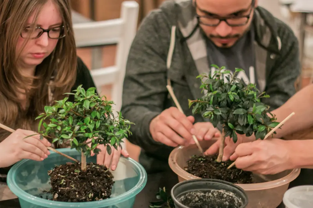 a close up of people tending to bonsai trees