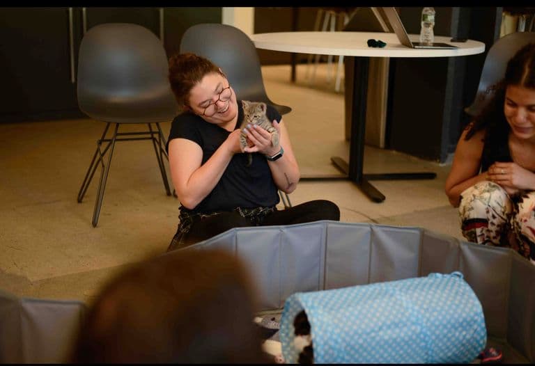 Woman smiles while holding a kitten during a playful office pet therapy session.